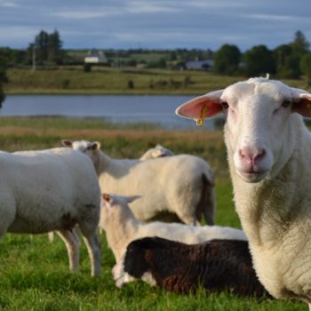 Answers to the most common questions we are asked about sheep’s milk products