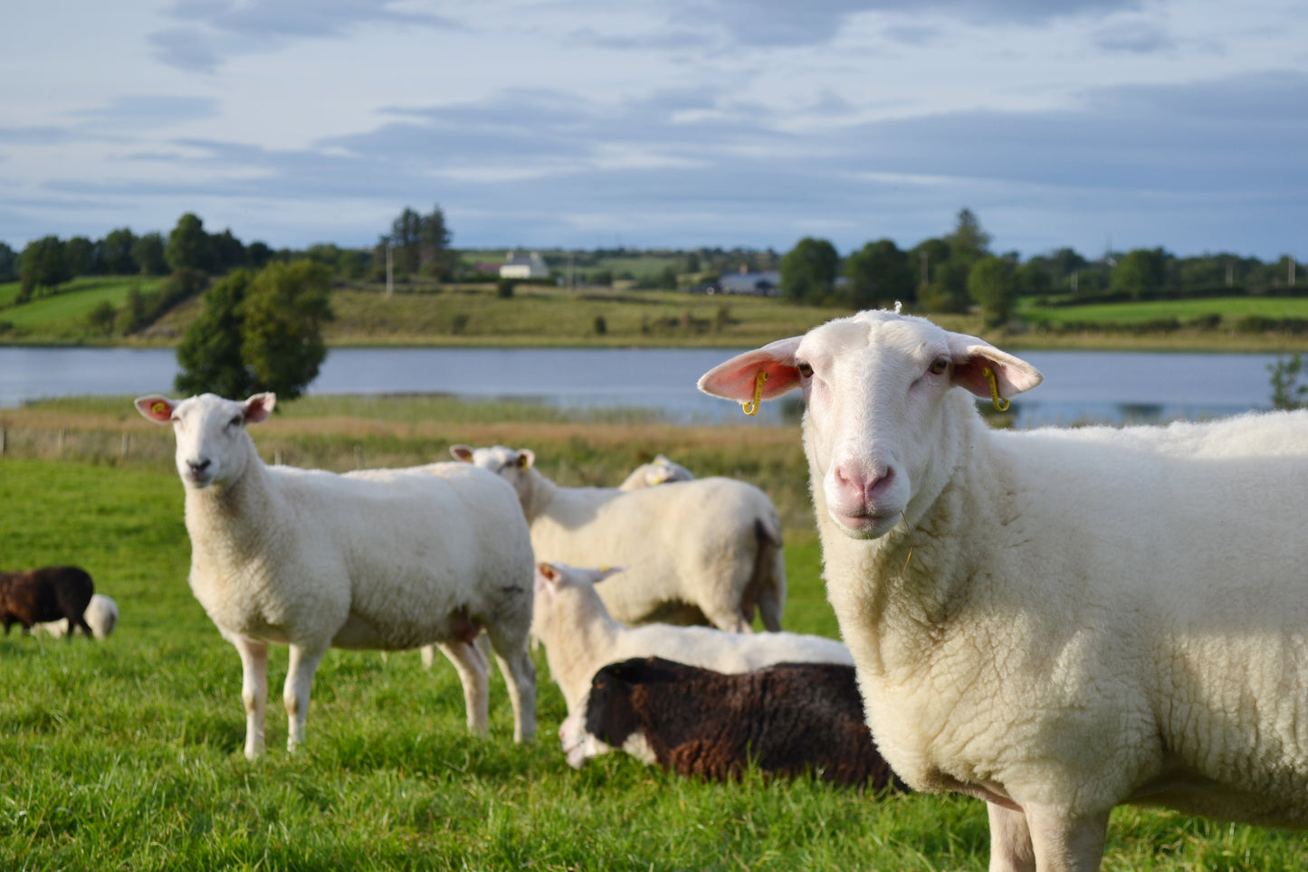 Sheep's Milk (frozen) - 7 x 1 litres