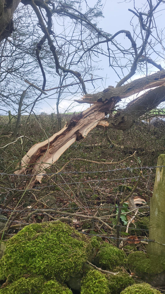 Please Bear With Us Following Storm Eowyn Damage