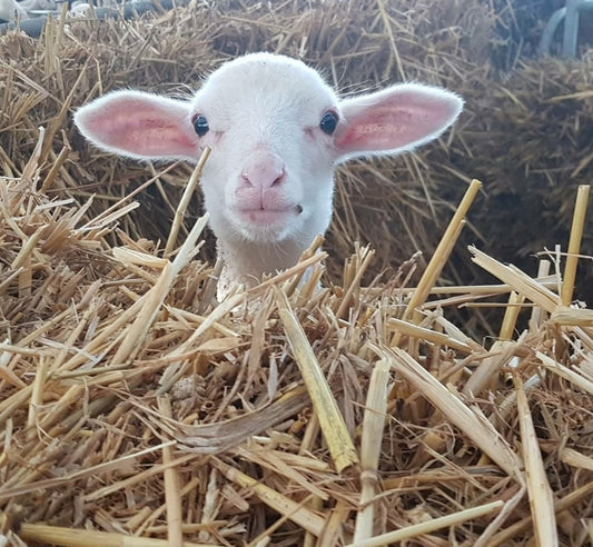 Christmas Lambs Are Arriving