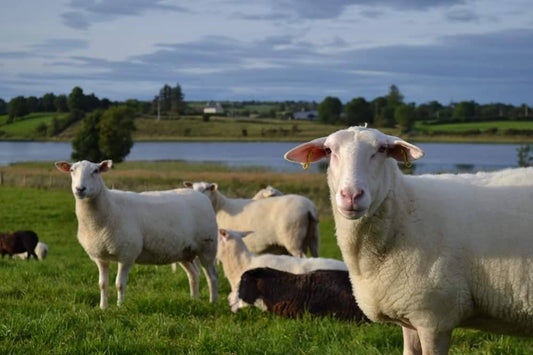 Velvet Cloud Dairy Sheep