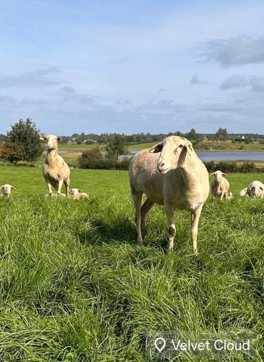 Farm Update