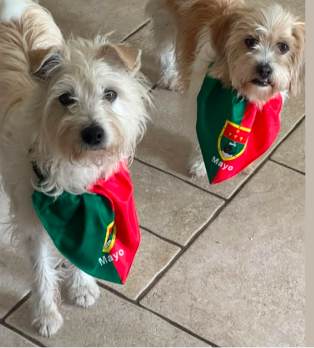 The Green and Red of Mayo and its not just the Humans