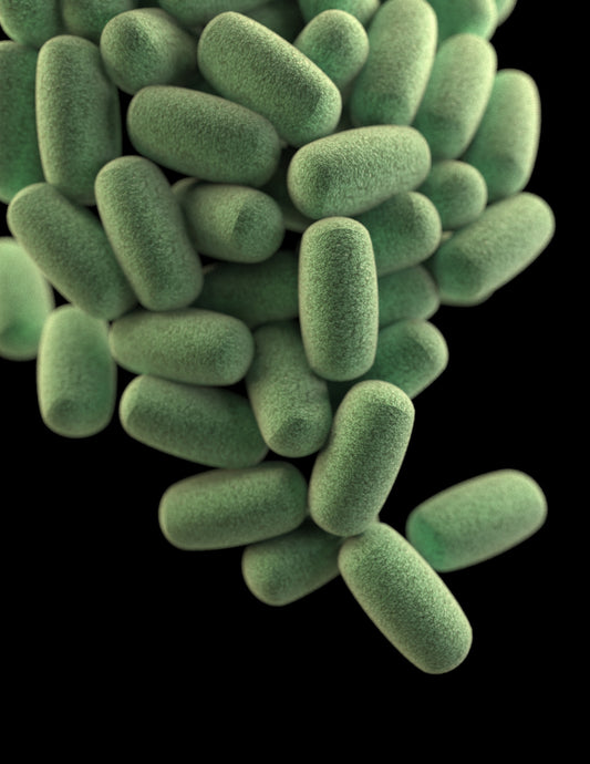 What are probiotics? Are probiotics good for you?